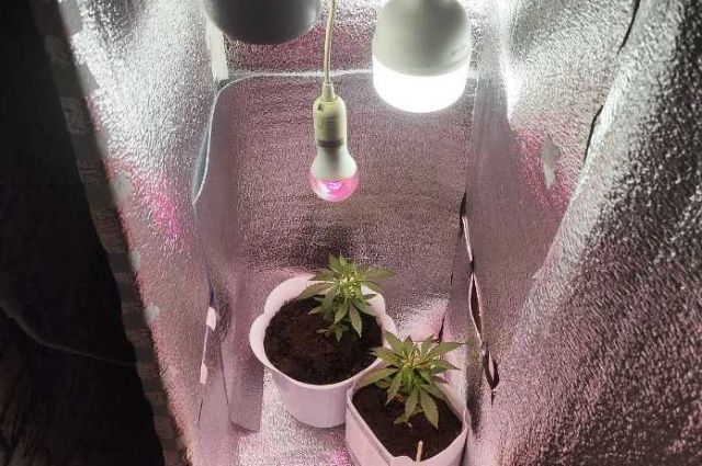 Житель Прикамья выращивал марихуану в горшках у себя дома