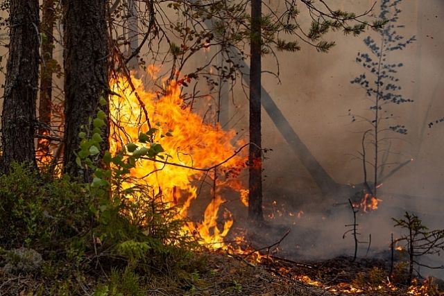 В двух районах Омской области прогнозируют чрезвычайную пожарную опасность
