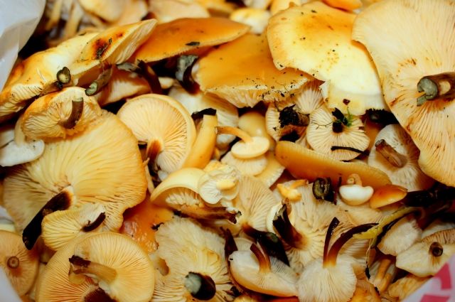 Врачи сообщили о росте числа отравлений ядовитыми грибами в Удмуртии