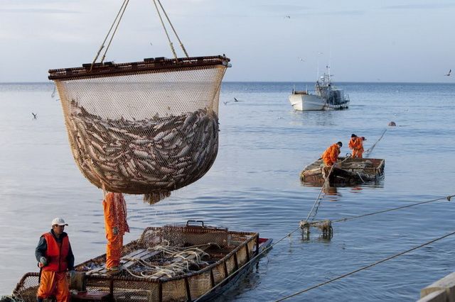 На Камчатке с начала «красной путины» выловили больше 300 тонн лосося