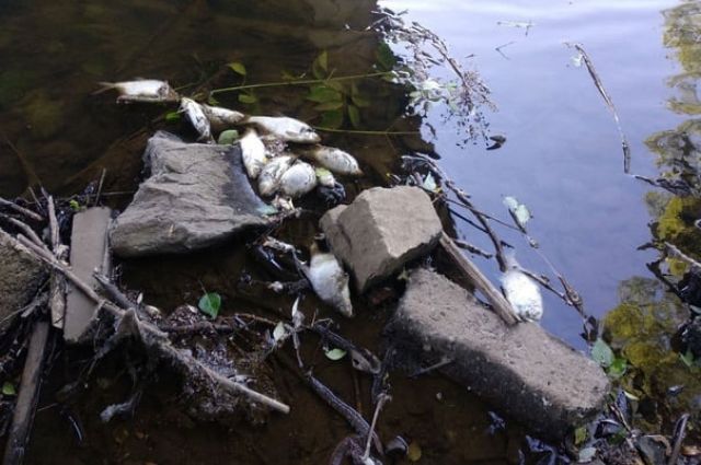 Рыба в реке Ай в Челябинской области погибла из-за аномальной жары
