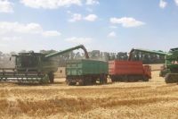 Средняя урожайность зерновых и зернобобовых культур в округе по итогам жатвы-2021 составила 61,6 ц/га.