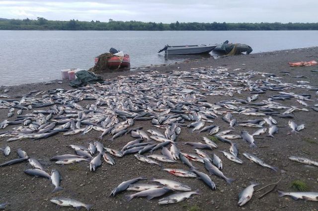На Камчатке обнаружили банду браконьеров, нанесших ущерб в 11 млн рублей