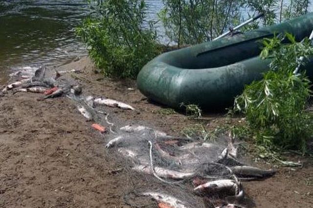 В Соболевском районе Камчатки поймали группу браконьеров из Хабаровска