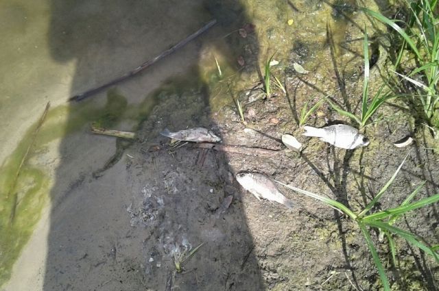 Рязанцы рассказали о гибели рыбы на Ореховом озере
