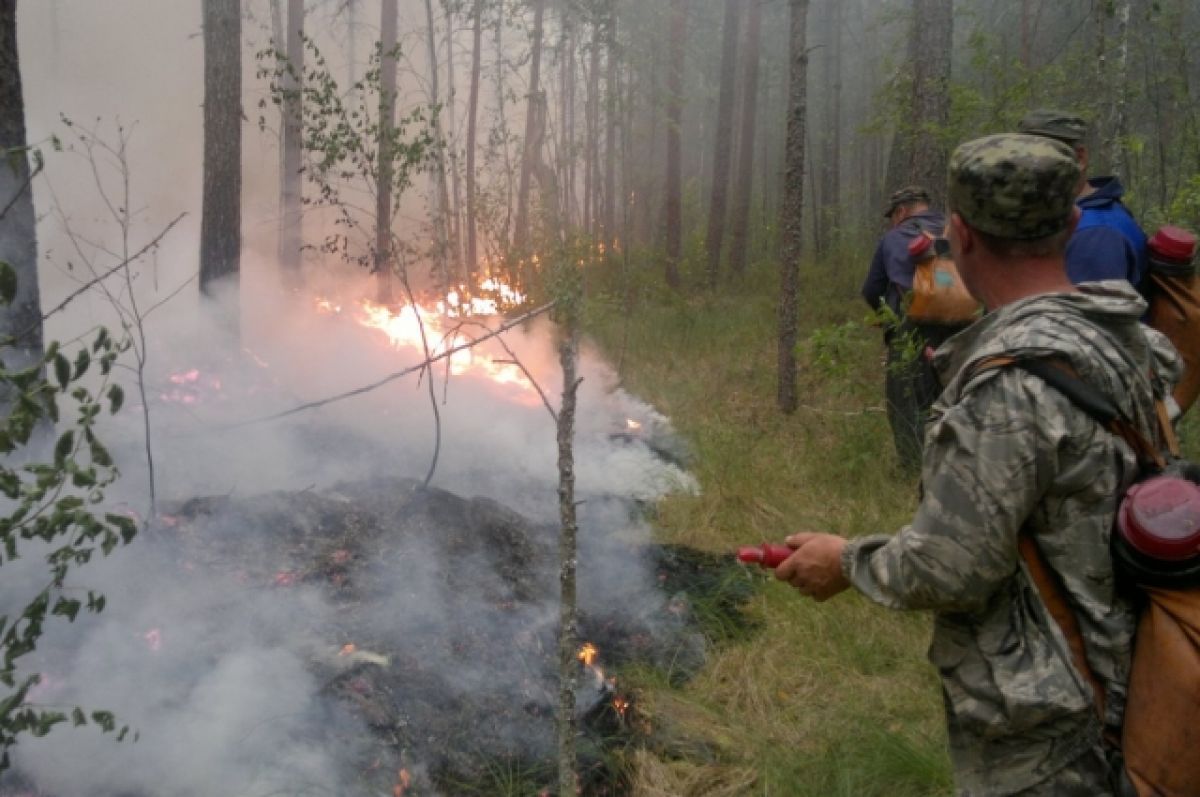В следствии лесных пожаров. Пожар в лесу. Тушение пожара в лесу. Лесной пожар в Саратовской области. Тушение низового пожара в лесу.