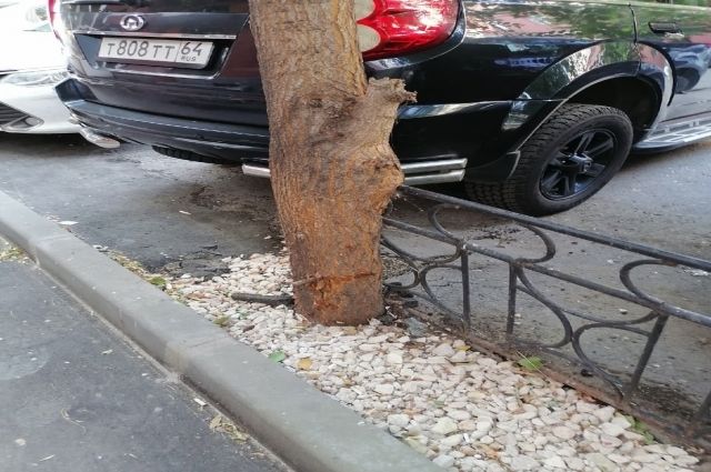 В центре Саратова деревья залили бетоном чтобы сделать автостоянку