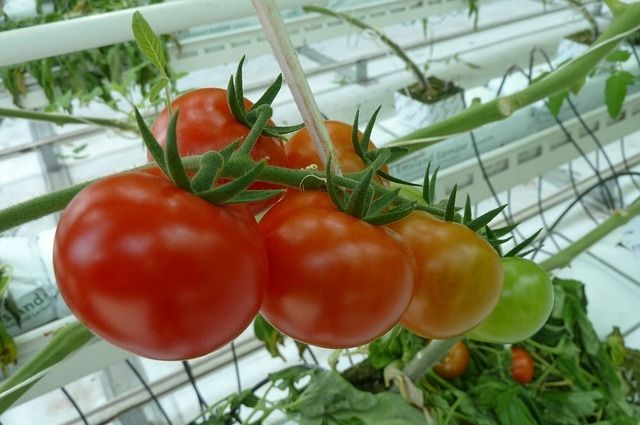Донышко у томатов может подгнивать из-за чрезмерной влажности в теплице.