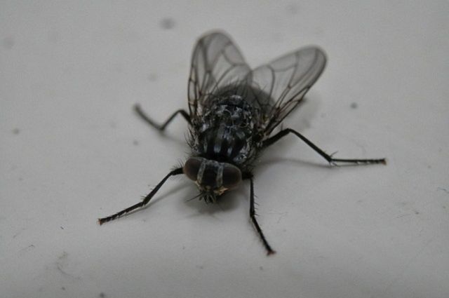 Жители Большой Тулы жалуются на нашествие мух