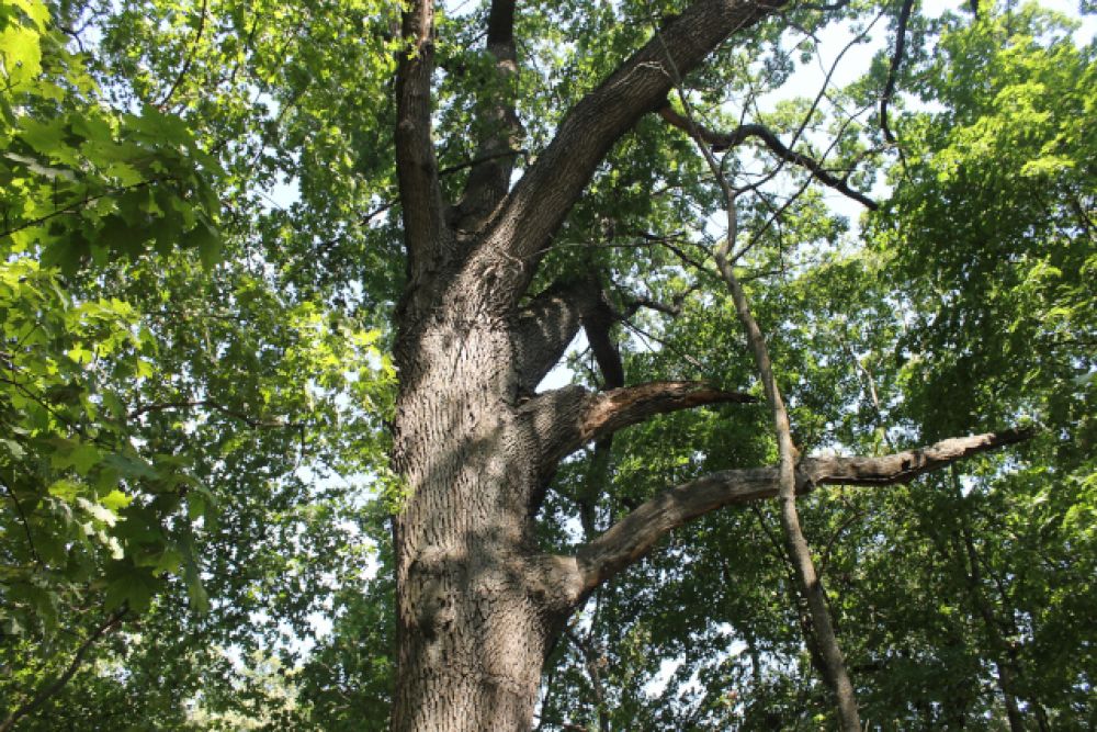 Старый дуб в парке усадьбы конезавода