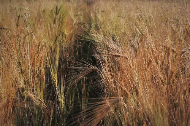 В Омске вывели новый сорт пшеницы