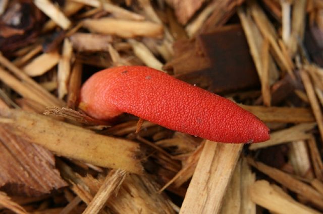 Редкий гриб фаллической формы нашли в лесу под Новосибирском