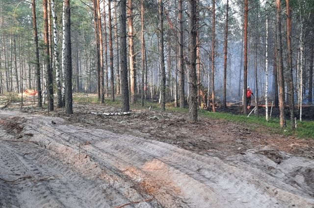 В Алатырском районе спасатели тушат лесной пожар в заповеднике