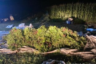 В Херсонской области на поле с кукурузой выращивали коноплю