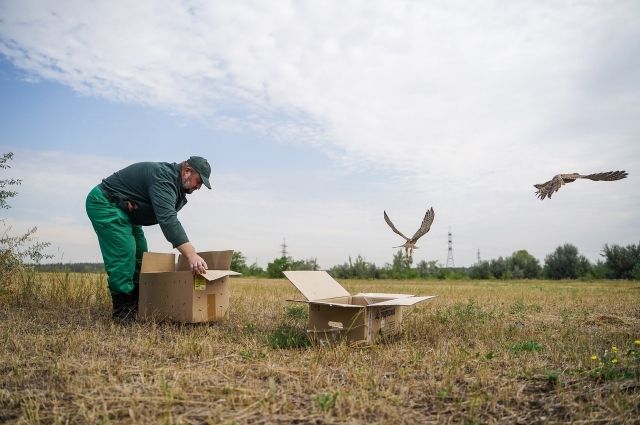 Работники Куйбышевского НПЗ и орнитологи Самарского зоопарка спасли соколов