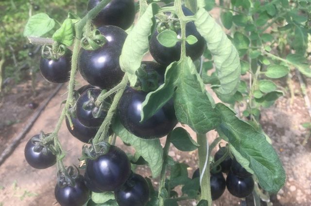 Аграрий из Каменки вырастил черные томаты