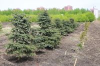 В Красноярском крае за последние 5 лет динамика лесовосстановления увеличилась в два раза.