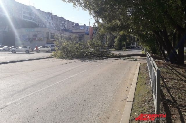 В Перми дерево упало на проезжую часть и перекрыло проезд автомобилям