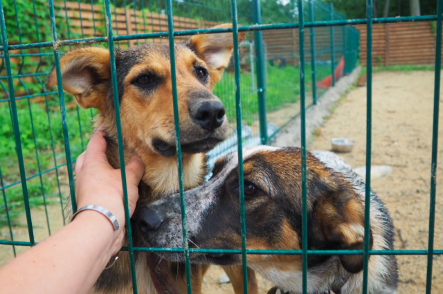 Во Владивостоке продолжается отлов и стерилизация бездомных животных
