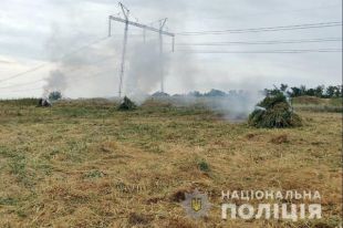 Под Донецком обнаружили 10 миллионов кустов конопли.