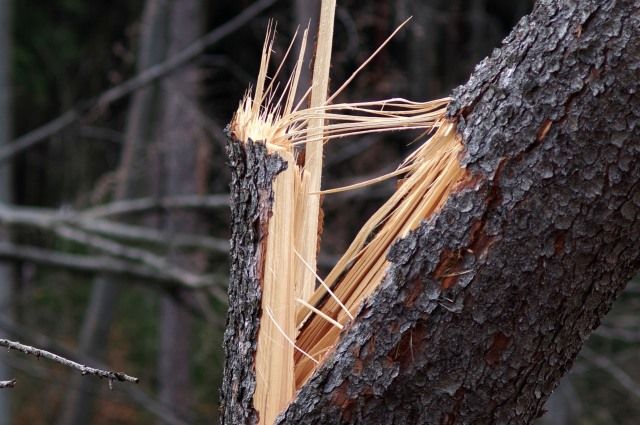 В Нижегородской области упавшее дерево насмерть придавило пешехода