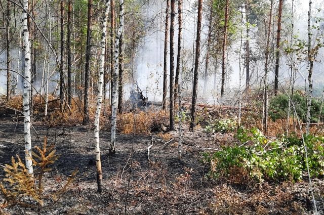В Яльчикском и Янтиковском районах установлен V класс пожарной опасности