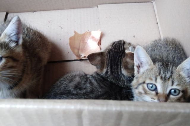 «Руки затряслись»: пермячка нашла котят в пакете, который бросили в мусорку