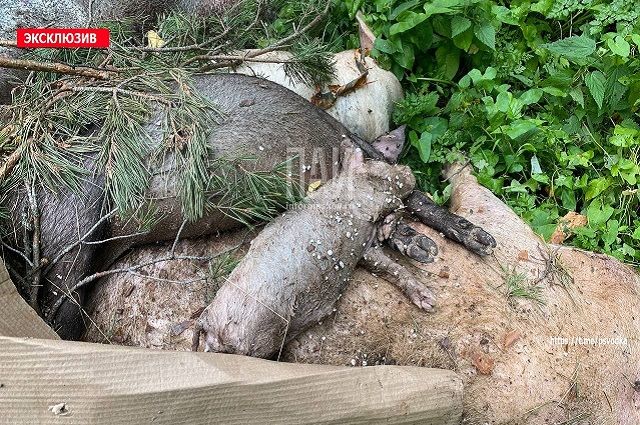 Мертвых свиней нашли на обочине дороги в Псковском районе