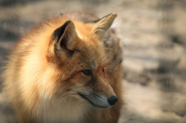 Домашняя лиса пропала на Канонерском острове в Петербурге