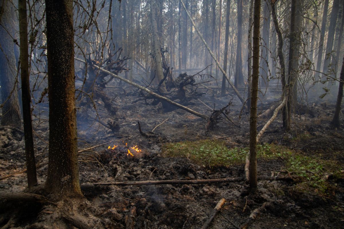 Forest 14. Количество лесных пожаров в Ленинградской области.