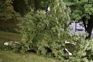 Непогода во Львове: подтоплены улицы и повалены деревья.
