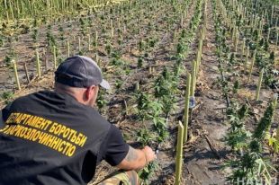 Под Кировоградом ликвидировали наркоплантации стоимостью 5 млн грн