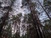 Тюменские леса - 2021.