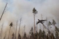 С огнём в лесах борются и люди, и техника, вплоть до авиации.