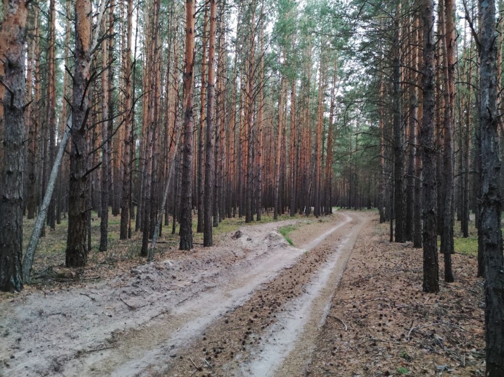 Тюменские леса - 2021.