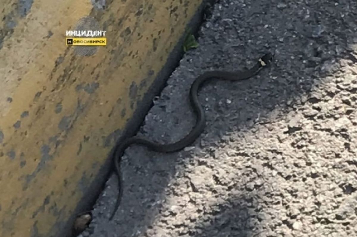 Змеи новосибирска. Змеи в Новосибирске. Змей найден в Новосибирске. Змея возле дома. Черные змеи в Новосибирске.