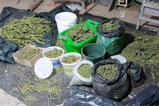 Под Днепром мужчина занимался сушкой наркорастений: изъяли 40 килограммов.