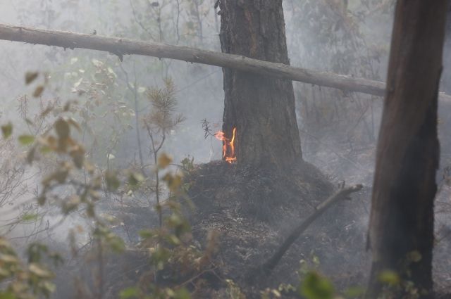 Куйвашев сообщил о локализации лесного пожара под Камышловым