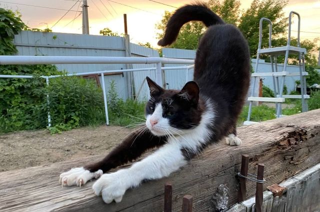 На Ставрополье гость пытался заколоть хозяина шампуром из-за кота