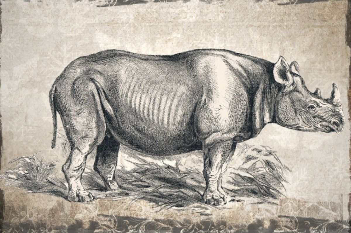Древний носорог Риноцерус