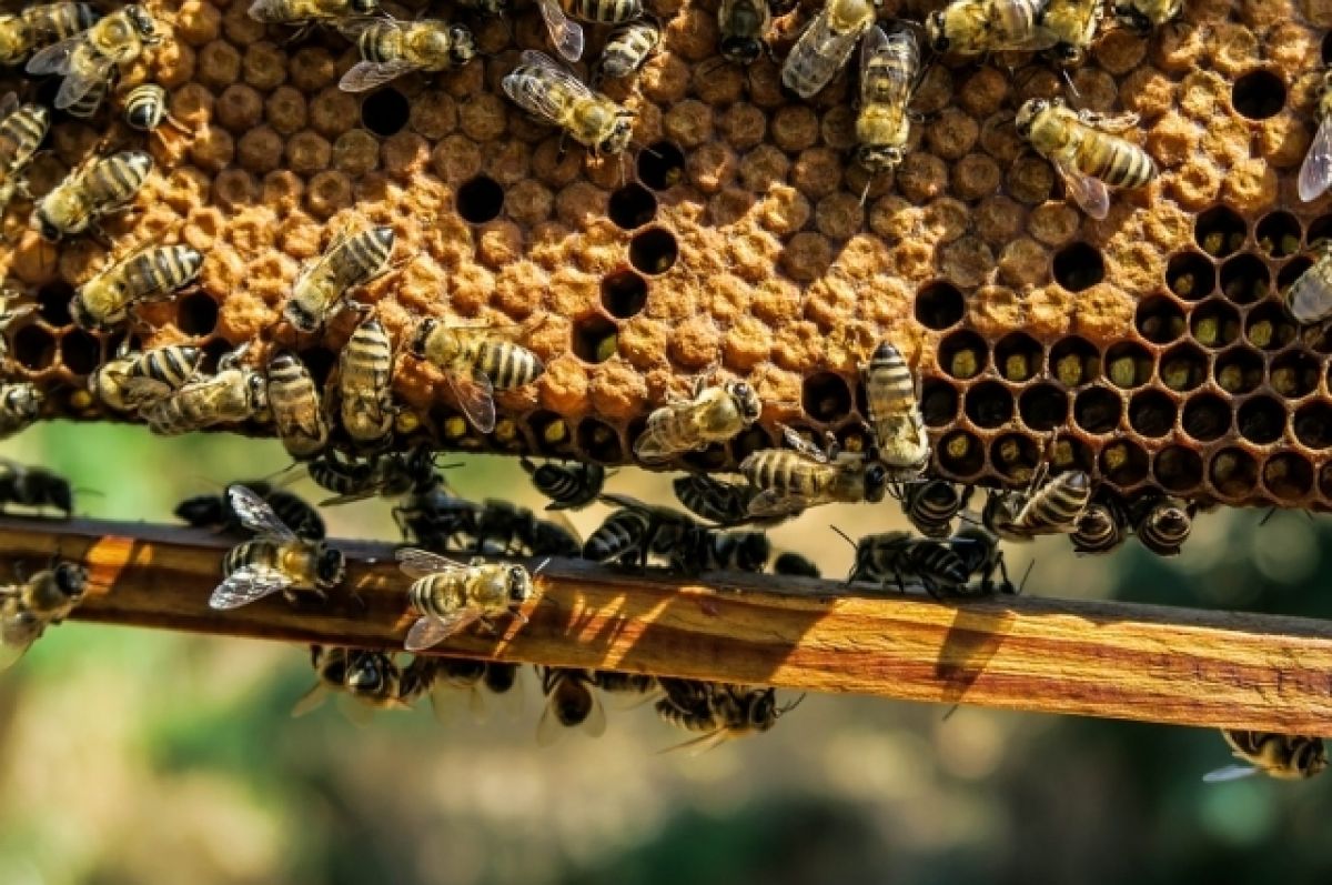 Разведение пчел. Инструкция для начинающих пчеловодов. – Центр Мой бизнес Сахалинской области
