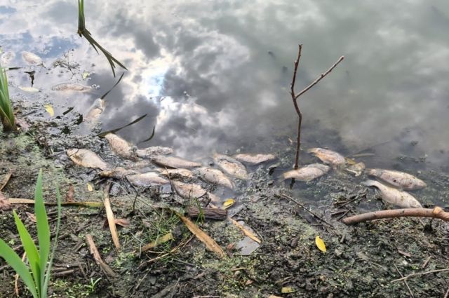 В Рязанской области после массовой гибели рыбы из Дубянки взяли пробы воды