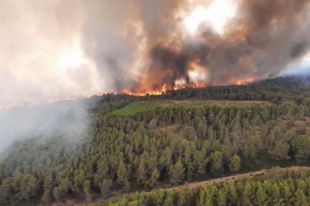 Пожар во Франции уничтожил более 8 гектаров леса