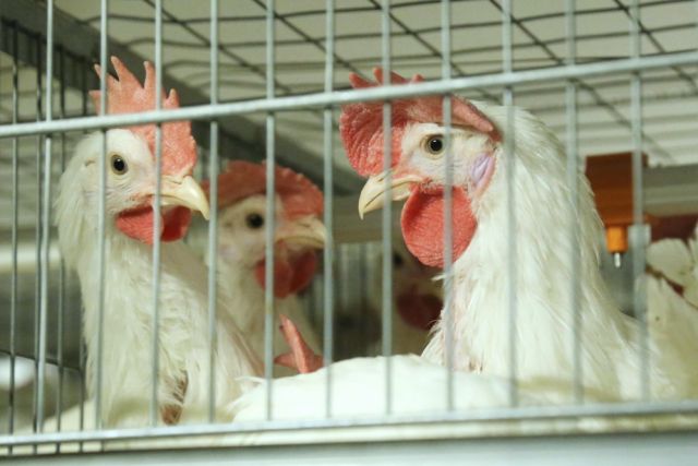 Камчатская птицефабрика отправила кур на Чукотку