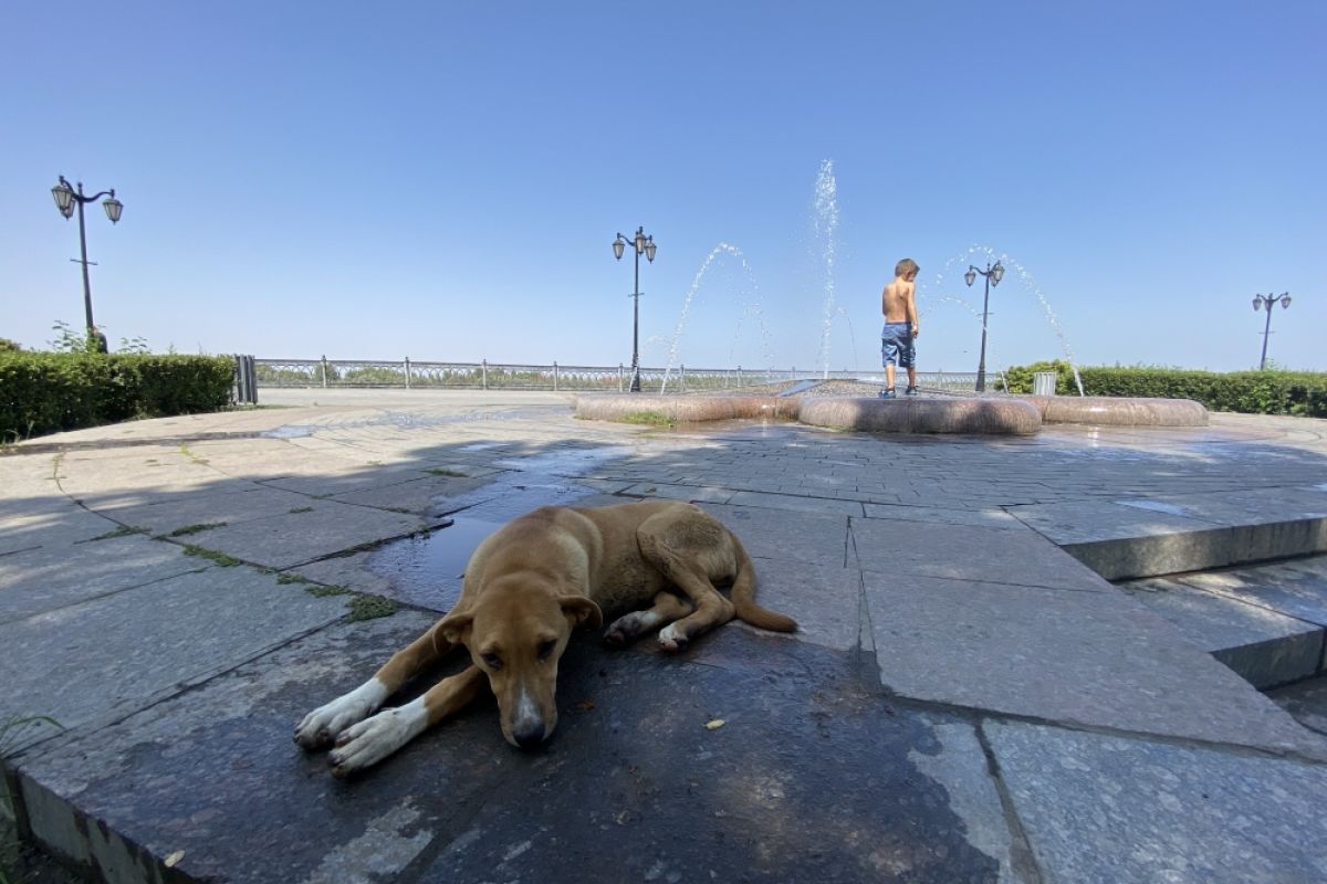 В Колпино создадут государственный приют для бездомных животных | АиФ Санкт-Петербург