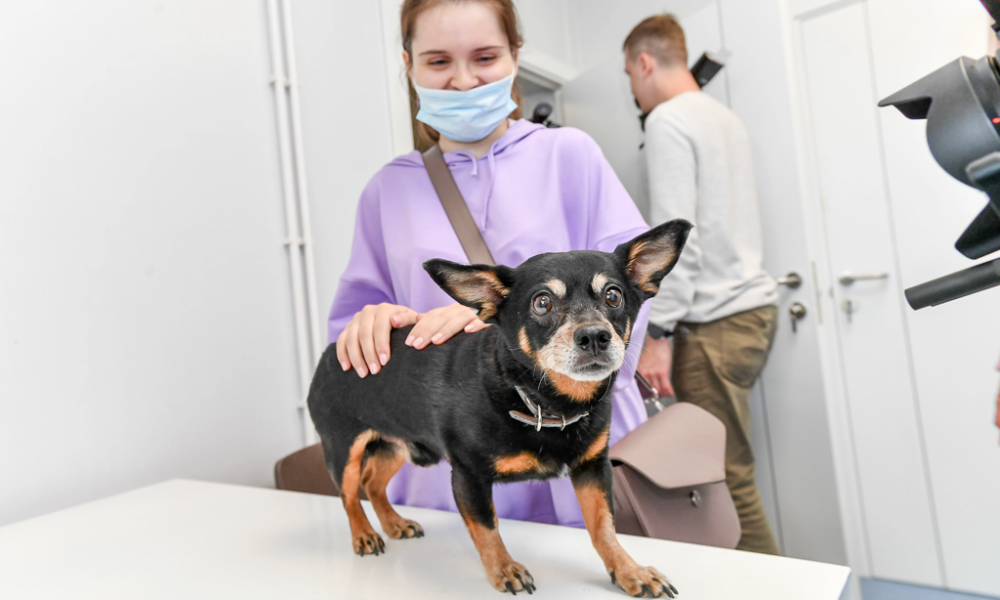 Ветеринарный пункт в Коротчаево, 2021.