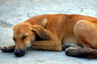 В центре Оренбурга произошло массовое отравление бродячих собак. 