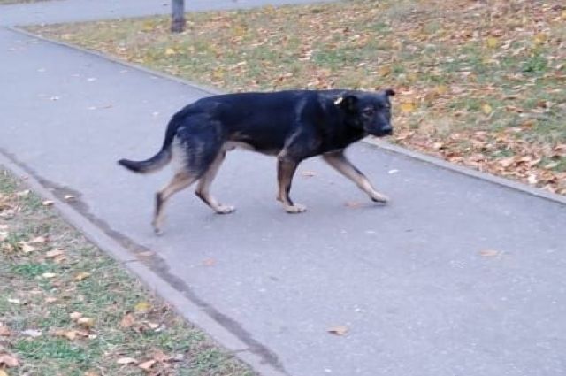В Новороссийске после стрельбы в бездомную собаку возбуждено уголовное дело