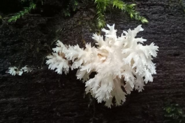 В Тульской области обнаружен уникальный гриб