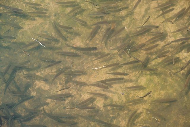 В Липецкой области 40% речной рыбы заражено паразитами